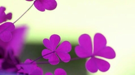 dac_0f72b9e8bdf598e6f58981e55f35dab0