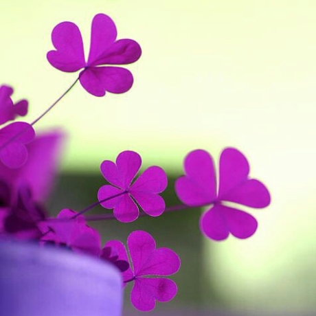 dac_0f72b9e8bdf598e6f58981e55f35dab0