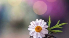 dac_627a7f75e5b6cc77f8c8badd0299da7f