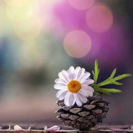 dac_627a7f75e5b6cc77f8c8badd0299da7f