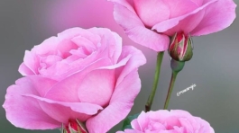 fane_mehmani+CQ0SHILhhmA+2608789734239364025