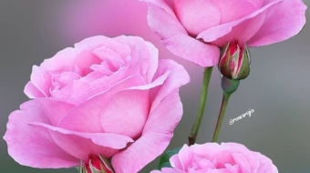 fane_mehmani+CQ0SHILhhmA+2608789734239364025