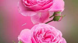 fane_mehmani+CQ0SHILhhmA+2608789734247886128