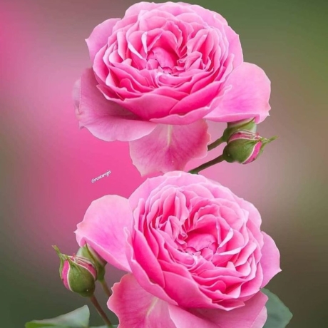 fane_mehmani+CQ0SHILhhmA+2608789734247886128