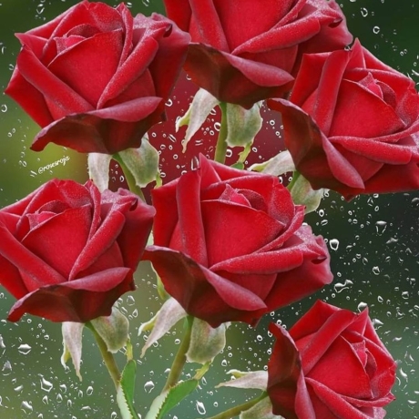 fane_mehmani+CQ0SHILhhmA+2608789734289738569